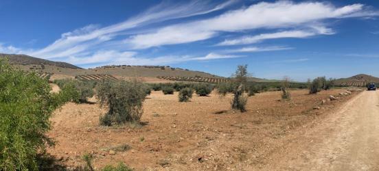 finca rústica en ajofrin