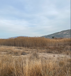 finca rústica en pinoso