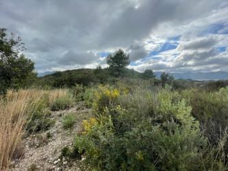 finca rústica en oliva