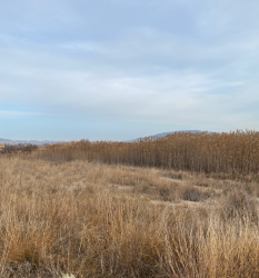 finca rústica en pinoso