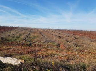 finca rústica en almendralejo