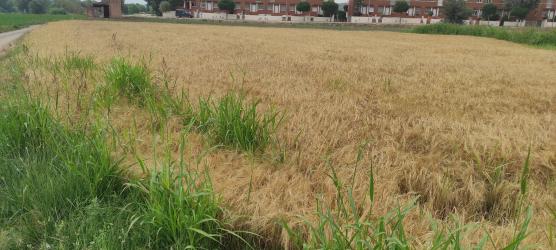 solar en os de balaguer