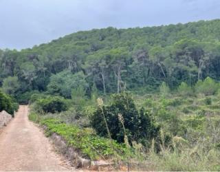 finca rústica en alzira