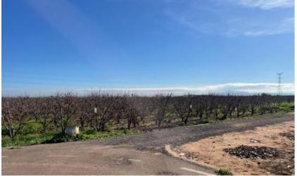 finca rústica en alginet