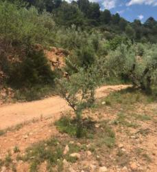 finca rústica en matet