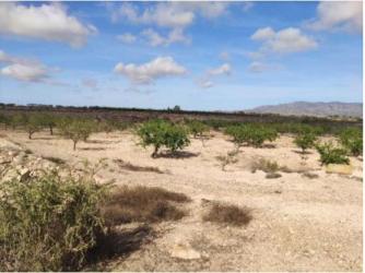 finca rústica en fuente-alamo