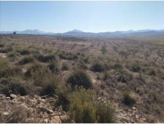 finca rústica en jumilla