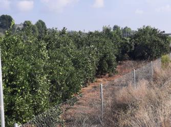 finca rústica en el real de gandia