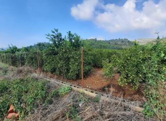 finca rústica en el real de gandia