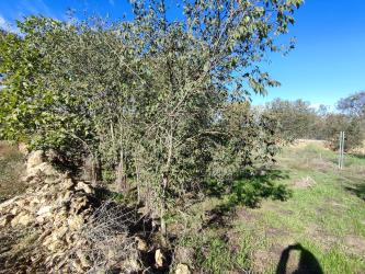 finca rústica en laluenga