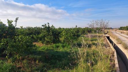 finca rústica en burriana.