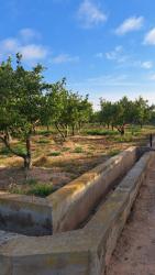 finca rústica en burriana.