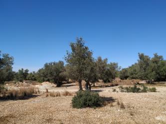 finca rústica en l'ampolla