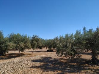 finca rústica en camarles