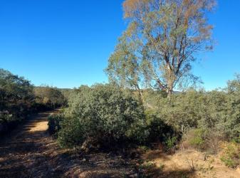 finca rústica en el ronquillo