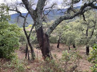 finca rústica en linares sierra