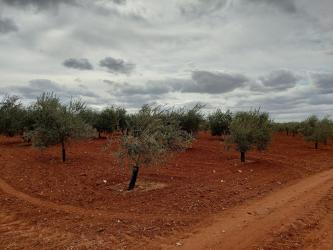 finca rústica en marchena