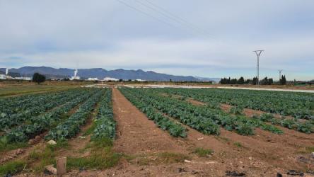 finca rústica en moncofa