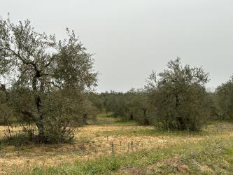 finca rústica en almonte