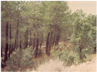 solar en vegas de matute