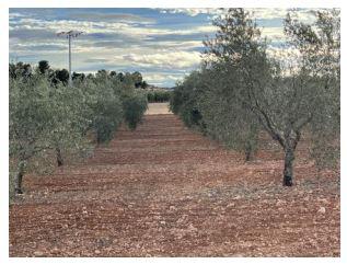 finca rústica en albatana