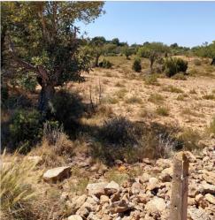 finca rústica en betera