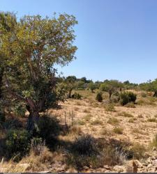 finca rústica en betera