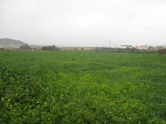 finca rústica en antas