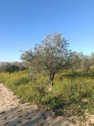 finca rústica en sanlucar la mayor