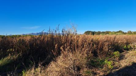 finca rústica en burriana.