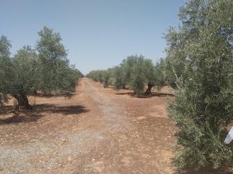 finca rústica en villatorres