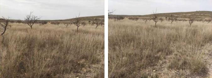 finca rústica en jumilla