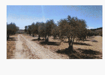 finca rústica en chinchon