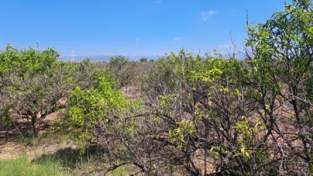 finca rústica en castellon de la plana