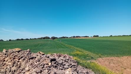 finca rústica en casas de los pinos