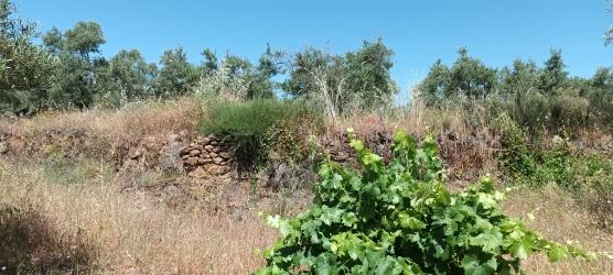 finca rústica en tejeda de tietar