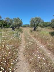 finca rústica en tejeda de tietar