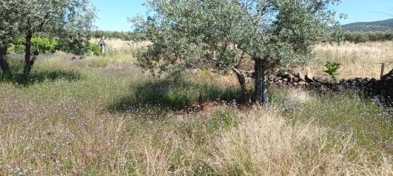 finca rústica en tejeda de tietar
