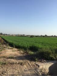 finca rústica en almoradi