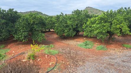 finca rústica en la vall d'uixo