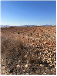 finca rústica en pinoso