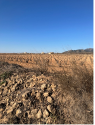 finca rústica en pinoso