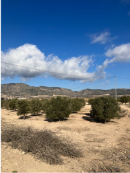 finca rústica en salinas