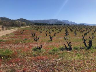 finca rústica en garriguella