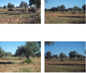 finca rústica en cazalegas