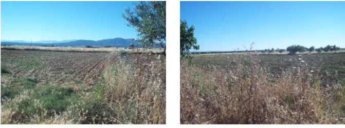 finca rústica en cazalegas