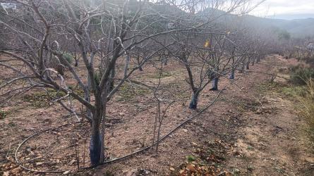 finca rústica en torres torres