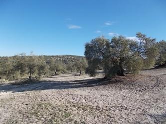 finca rústica en aguilar de la frontera