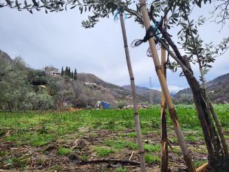 finca rústica en guejar-sierra