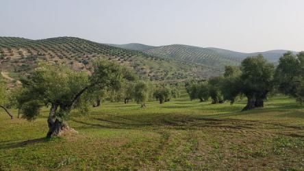 finca rústica en martos